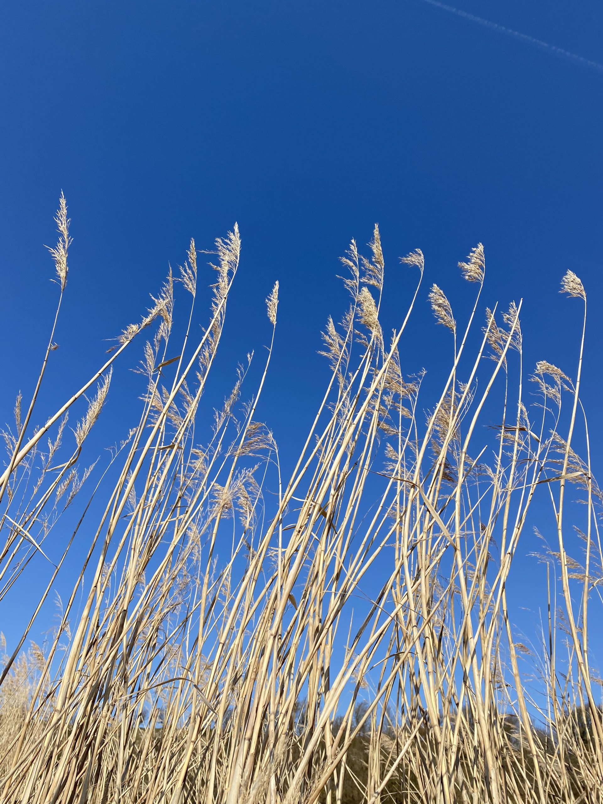 Billede 08.04.2023 11.52.04 Supervision og coaching til vikarhold og hjælpere sikrer velfungerende vikarløsninger